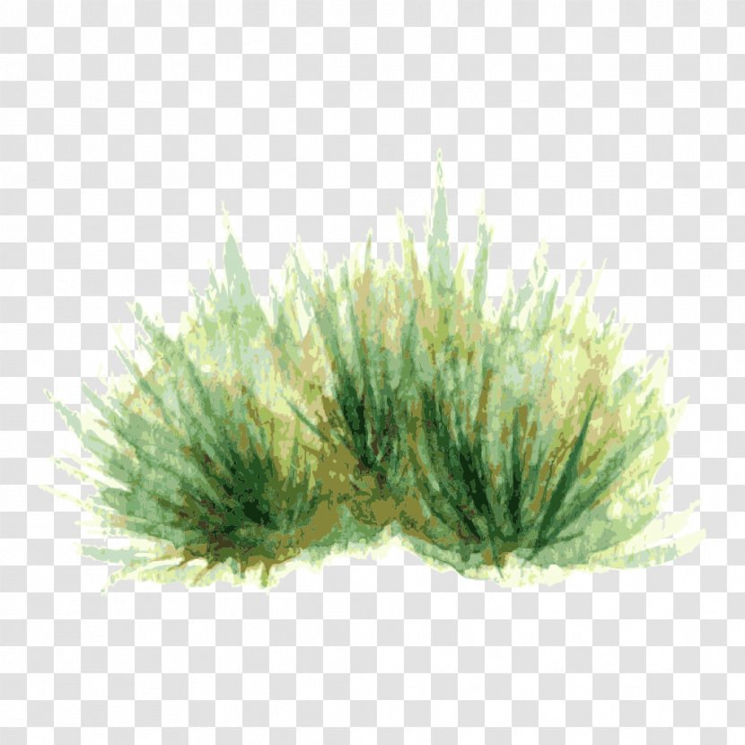 Watercolor Painting Plant Drawing - Grass - Tree,Trees Transparent PNG