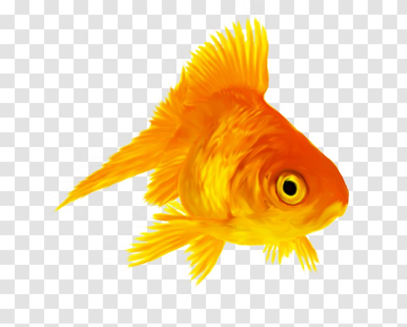 Clip Art Common Goldfish Red Cap Oranda Image - Drawing - Fish Clipart Transparent PNG