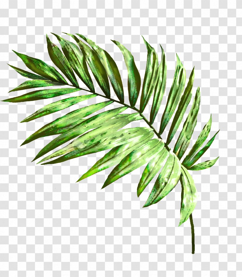 Leaf Plant Green Tree Flower - Terrestrial - Arecales Grass Transparent PNG