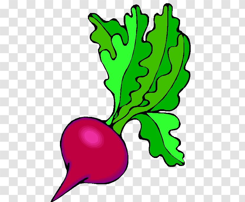 Beetroot Salad Root Vegetables Drawing Clip Art - Organism - Buah Buahan Transparent PNG