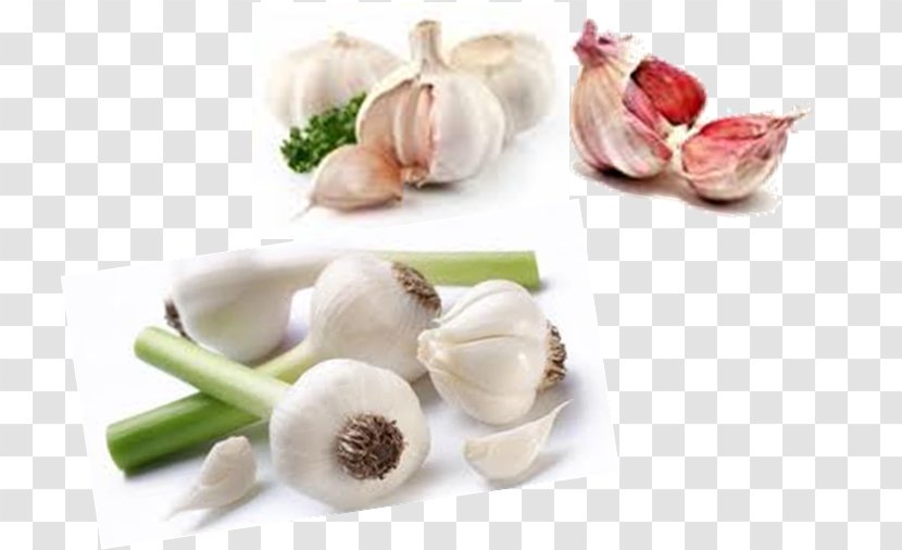 Garlic Vegetable Tursu Food Shallot - Agriculture Transparent PNG