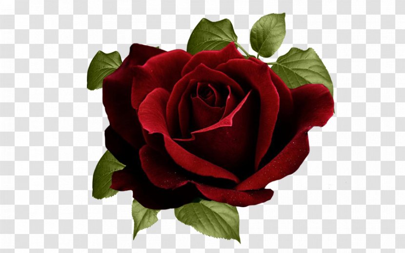 Garden Roses Red Cabbage Rose - Flower Arranging Transparent PNG