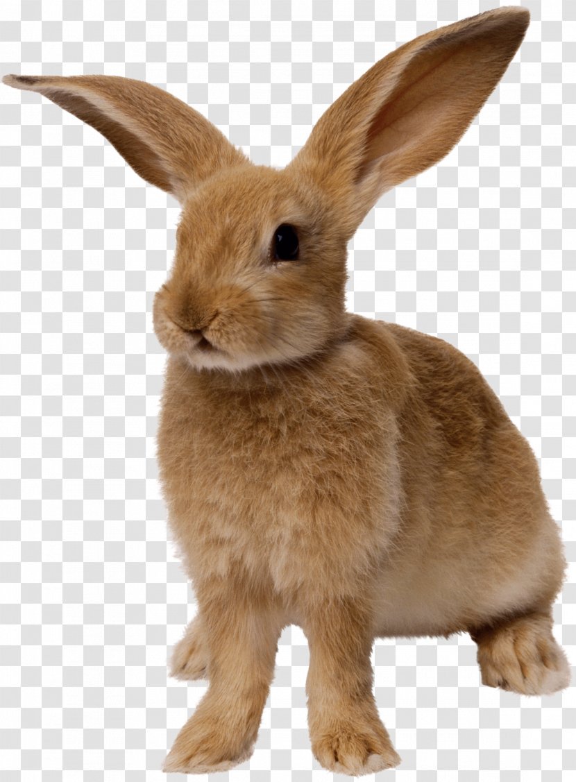 Easter Bunny Rabbit - Cottontail - Image Transparent PNG