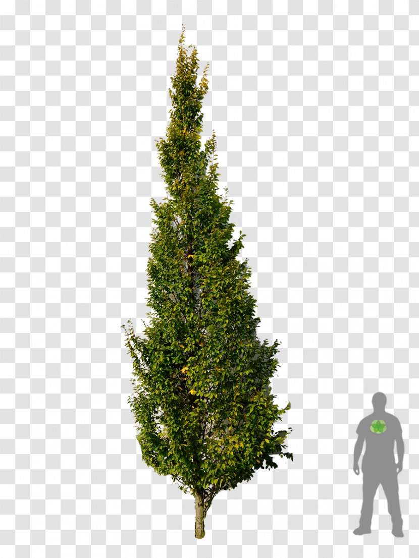 Carpinus Betulus Pine Spruce Tree Plant - Bonsai Transparent PNG
