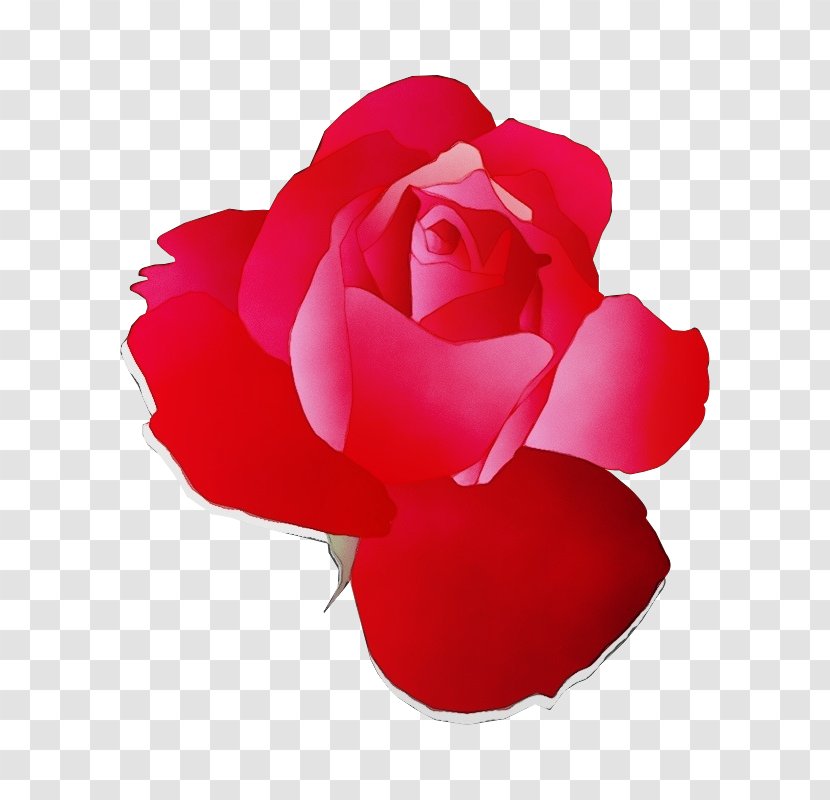 Garden Roses - Wet Ink - Floribunda Plant Transparent PNG