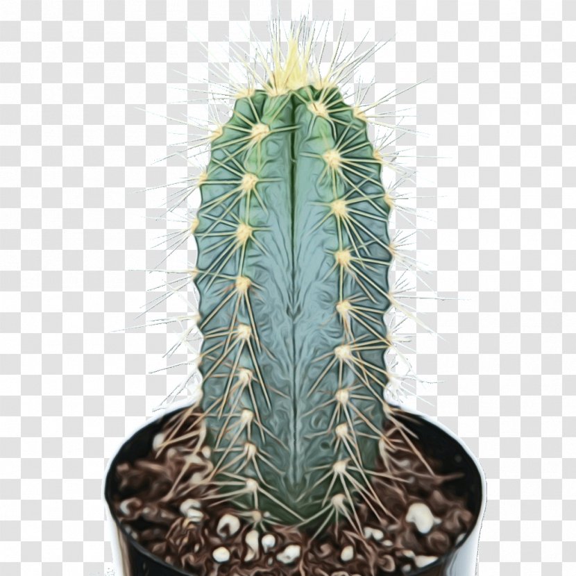 Cactus Cartoon - Flowerpot - Acanthocereus Tetragonus Hedgehog Transparent PNG