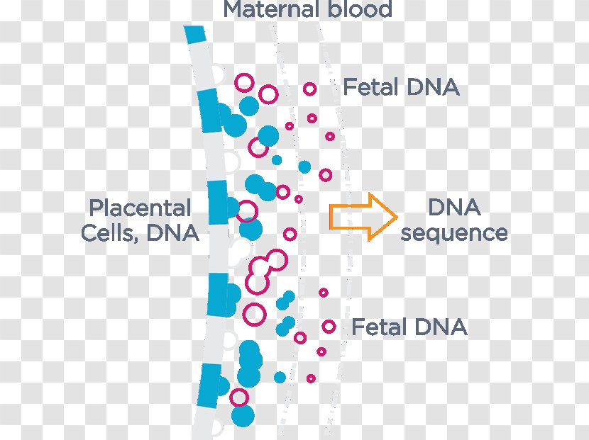 Cell-free Fetal DNA Non-Invasive Prenatal Testing Genetic - Pregnancy Transparent PNG