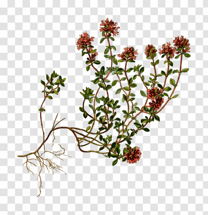 Breckland Thyme Herb Garden Perennial Plant - Food - Flower Transparent PNG