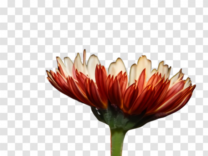 Flowers Background - Gerbera - Daisy Family Wildflower Transparent PNG