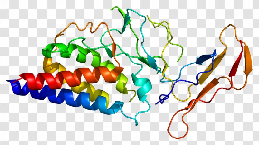 IL-2 Receptor Interleukin-2 IL2RA Common Gamma Chain - Protein Subunit Transparent PNG