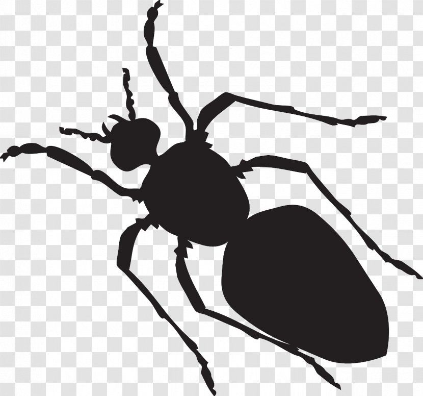 Black Garden Ant Clip Art - Arthropod - Ants Transparent PNG