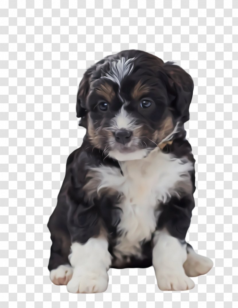 Dog And Cat - Canidae - Miniature Australian Shepherd Sporting Group Transparent PNG