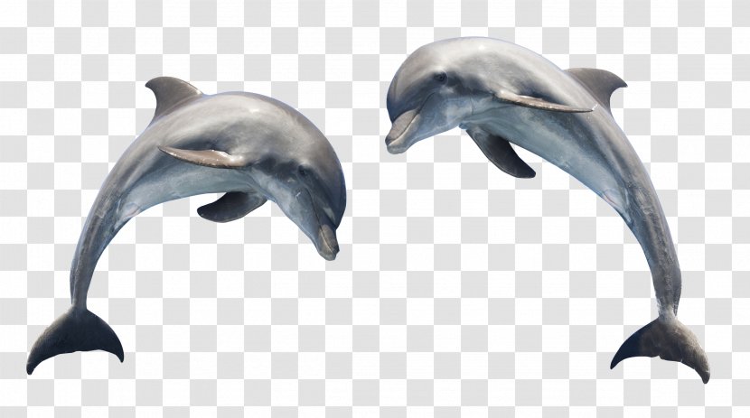 Dolphin Clip Art - Fauna - Transparent Transparent PNG