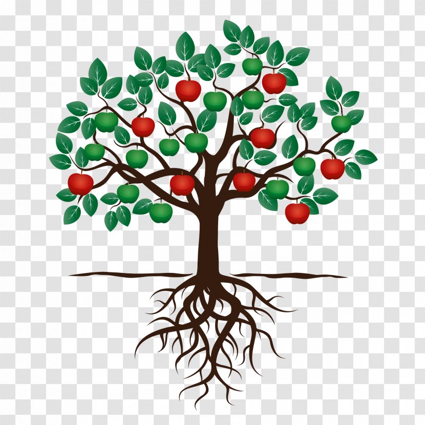 Fruit Tree Drawing Apple Root - Flower Transparent PNG