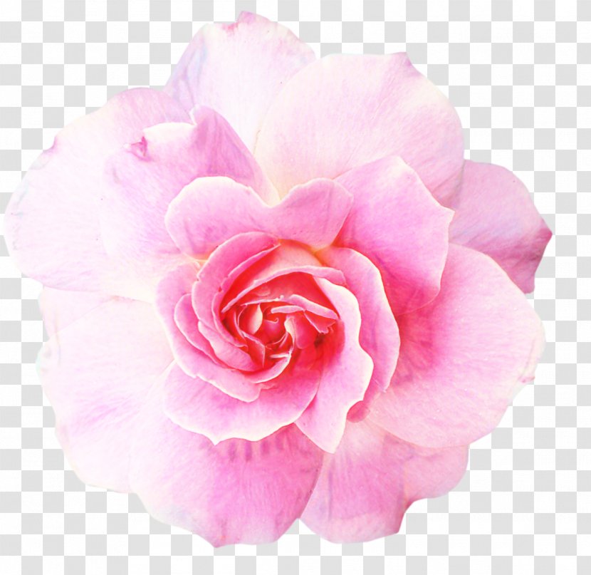 Pink Flowers Background - Plant - Perennial Camellia Transparent PNG