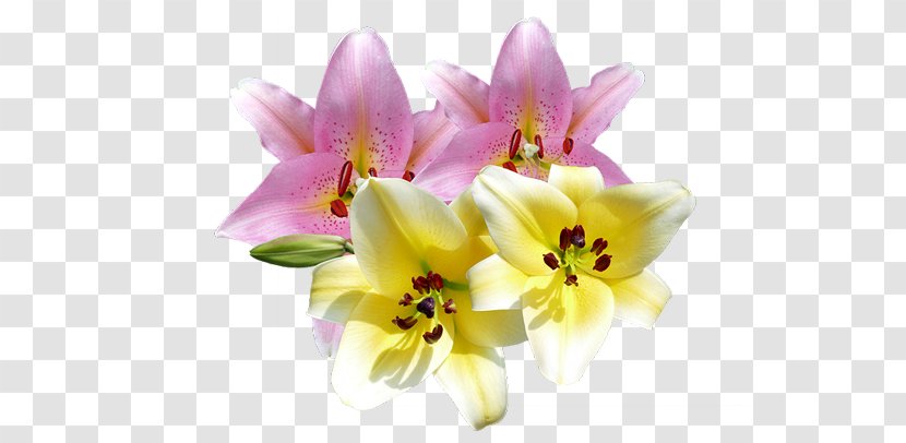Lilium 2D Computer Graphics Flower - Daylily - Spa Beauty Treatments Transparent PNG