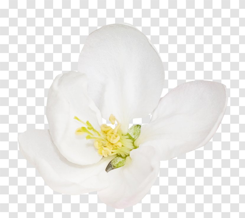 Petal Flowering Plant - Flower - A Pear Transparent PNG