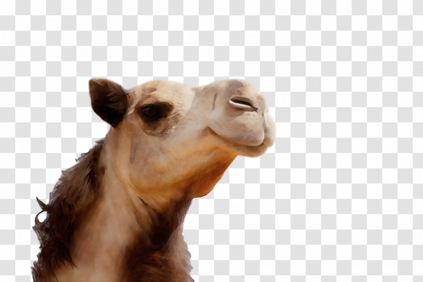Dromedary Snout Camels Science Biology Transparent PNG