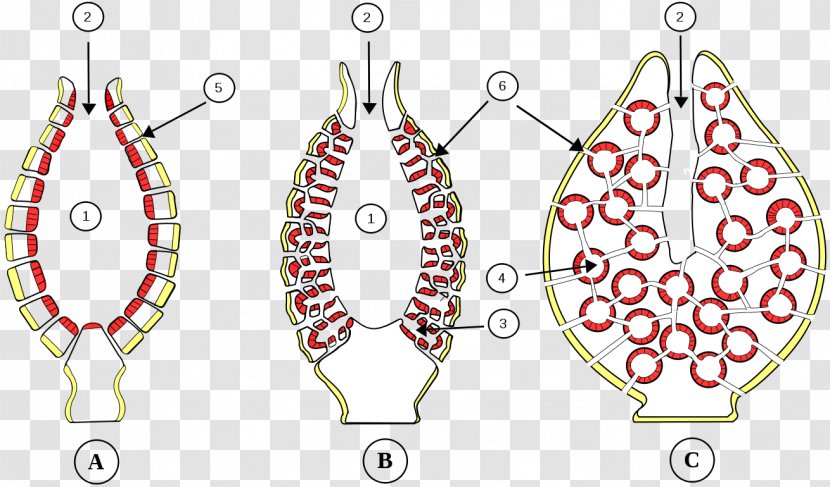 Spongilla Pinacocyte Choanocyte Biology Obelia - Area Transparent PNG
