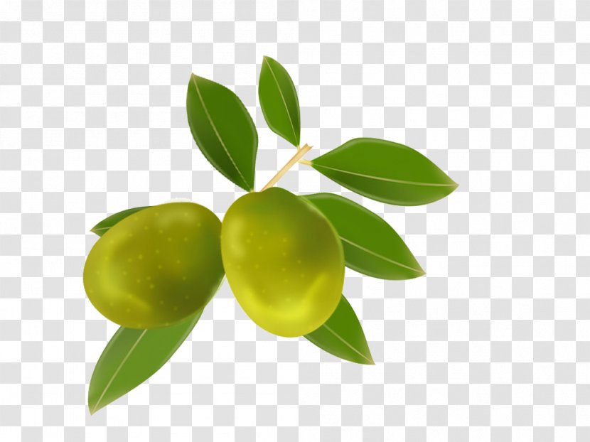 Olive Oil Lime Fruit - Fruits Transparent PNG