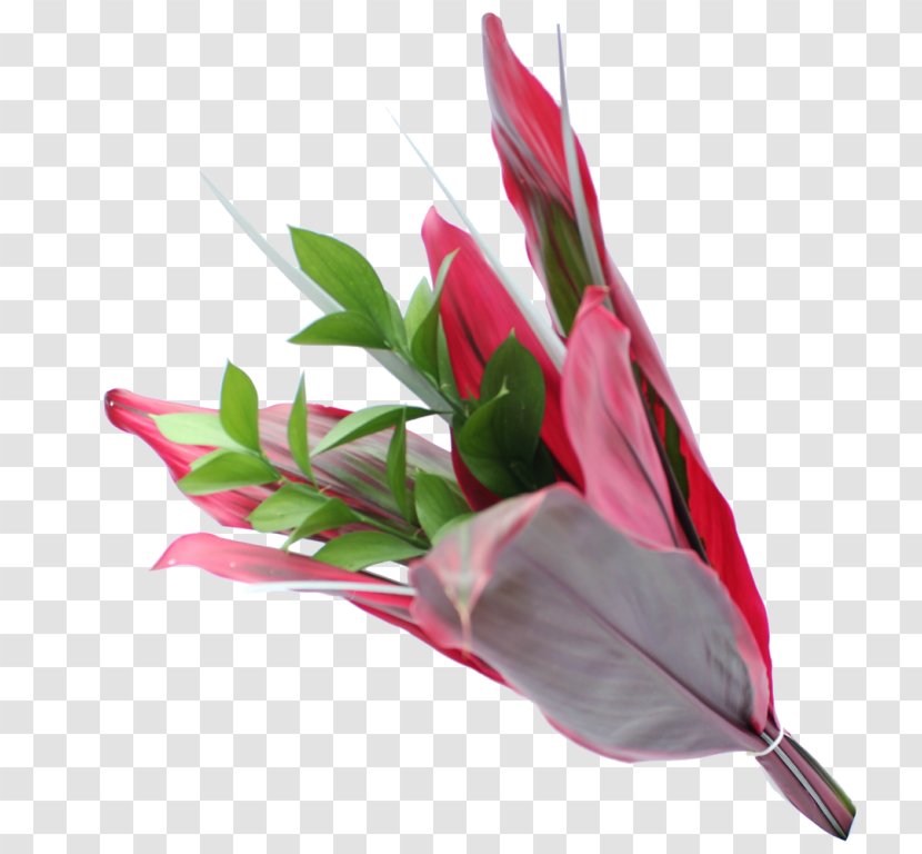 Colombia Cut Flowers Leaf Flower Bouquet - Plant Stem Transparent PNG