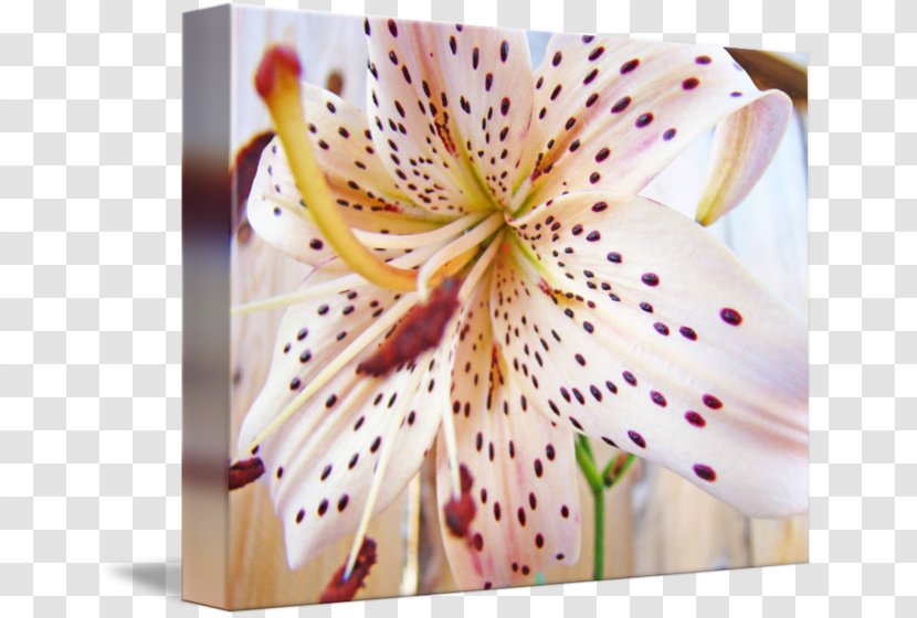 Lilium Purple Lily M - White Transparent PNG