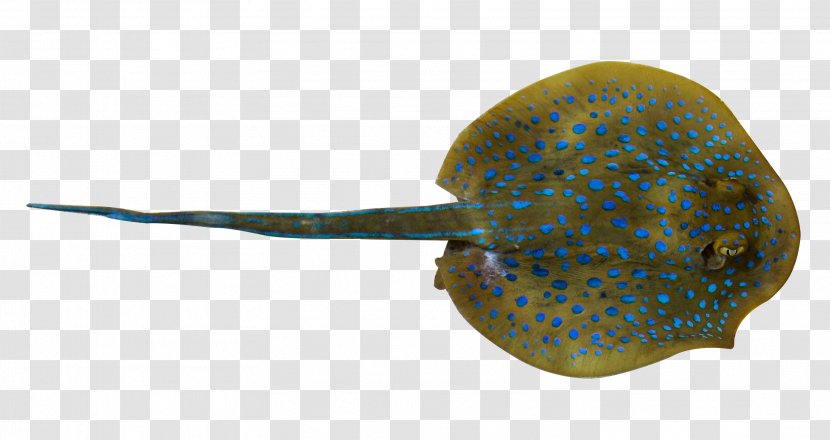 Fish Whiptail Stingray - Deep Sea Ray Transparent PNG