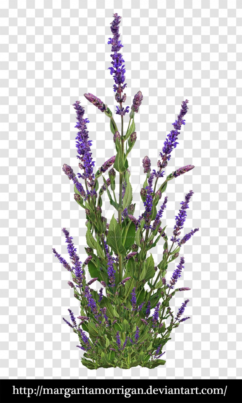 Family Tree Background - Fernleaf Lavender - Lupin Loosestrife And Pomegranate Transparent PNG