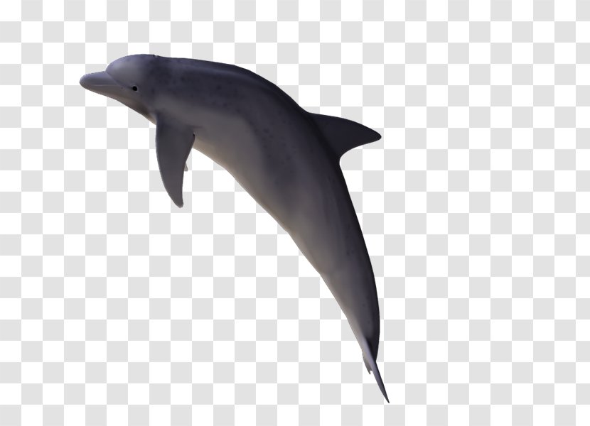 Common Bottlenose Dolphin Wholphin Tucuxi PhotoScape - Oceanic - Delfines Transparent PNG