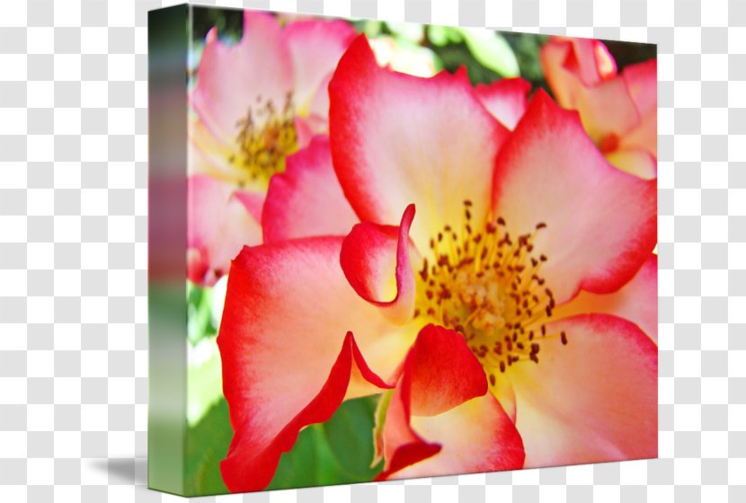 Garden Roses Flower Petal Pink - Bougainvillea - Rose Leslie Transparent PNG