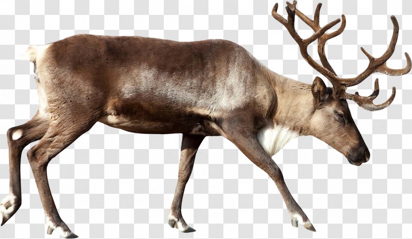 Reindeer Rudolph Santa Claus Moose - Art Transparent PNG