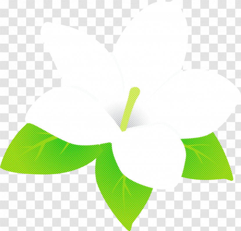 Jasmine Jasmine Flower Transparent PNG