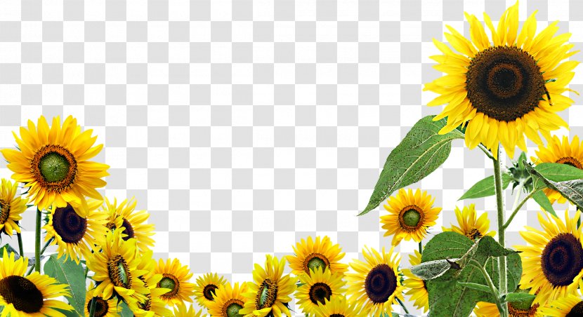 Desktop Wallpaper Common Sunflower Clip Art - Oil Transparent PNG