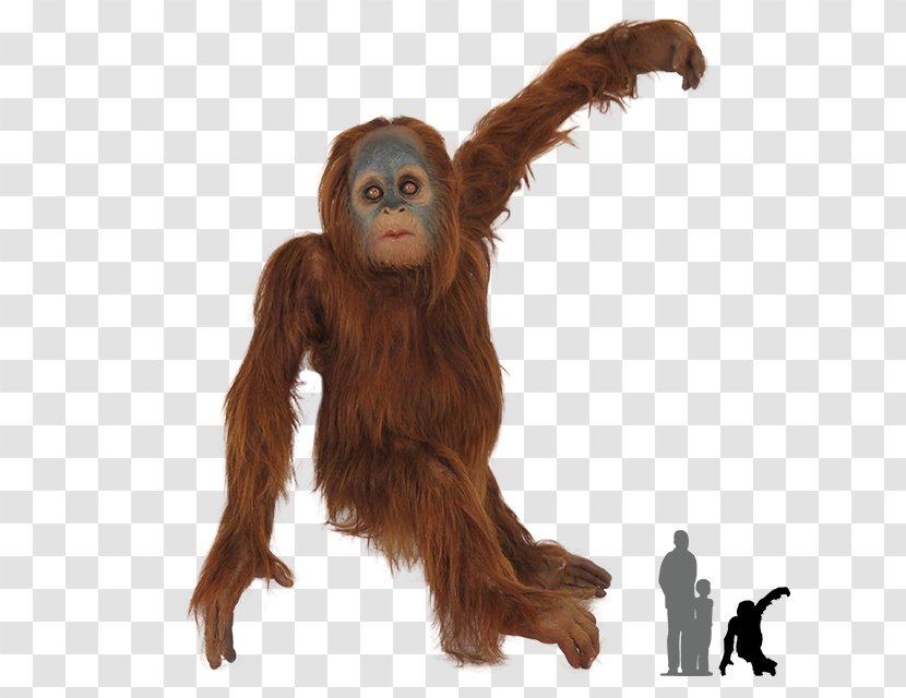 Chimpanzee Gorilla Bornean Orangutan Primate Sumatran - Common Transparent PNG