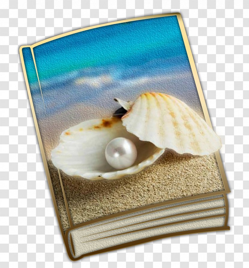 Seashell Paperback Pearl Book Transparent PNG