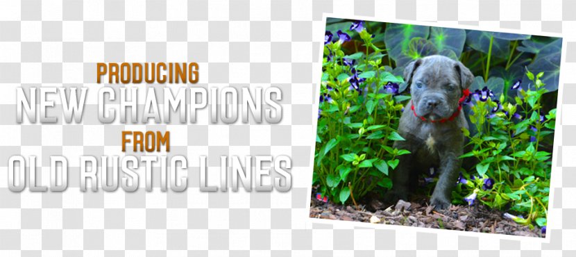 Ecosystem Flora Fauna Advertising - Cane Corso Transparent PNG