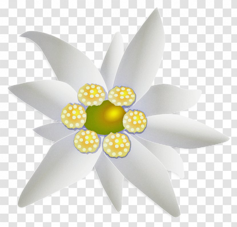 White Lily Flower - Lotus Family - Wildflower Water Transparent PNG