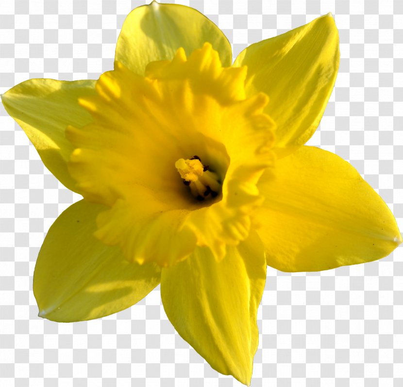 Daffodil Clip Art - Drawing - Images Transparent PNG