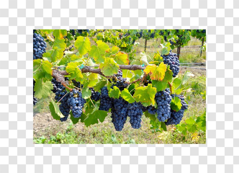 Grape Cox Vineyard Seedless Fruit Ukiah - Grapevine Family Transparent PNG