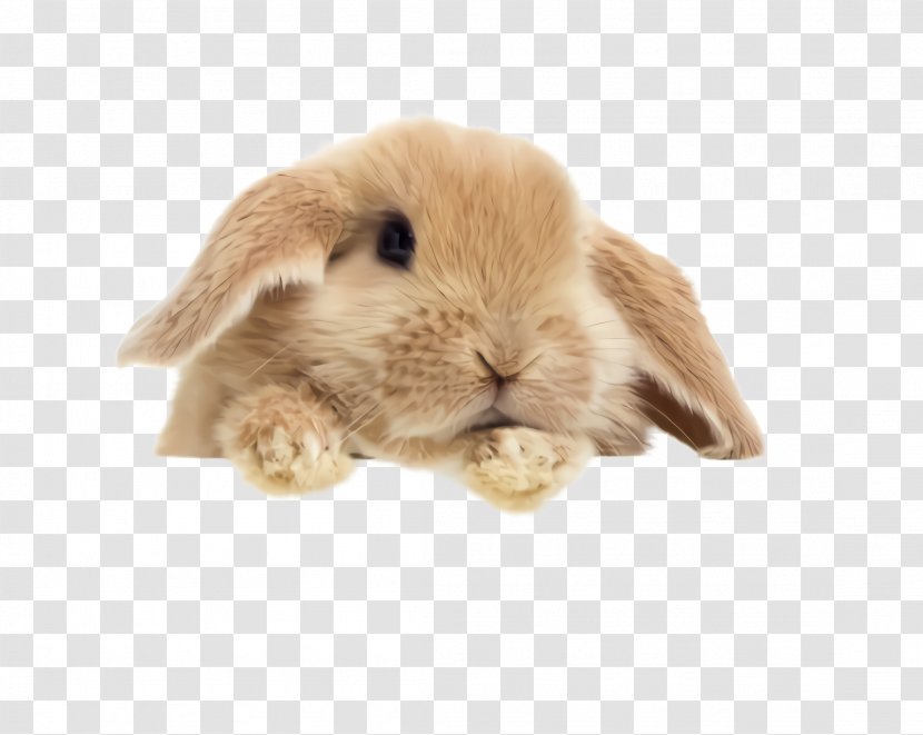 Rabbit Domestic Rabbits And Hares Beige Brown - Toy Guinea Pig Transparent PNG