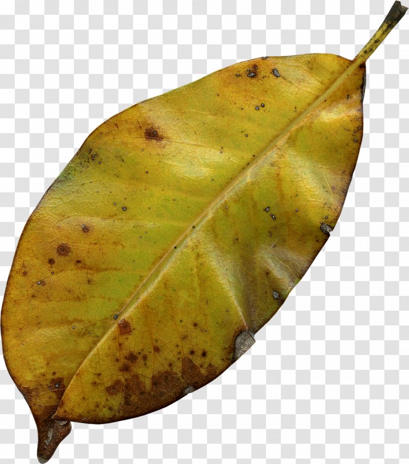 Autumn Leaf Color Image Transparent PNG