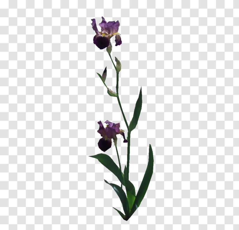 Herbaceous Plant Stem Plants - Iris Transparent PNG