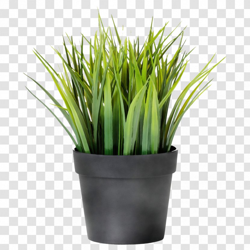 Grass Plant Green Flowerpot Chives - Flower - Houseplant Vegetable Transparent PNG