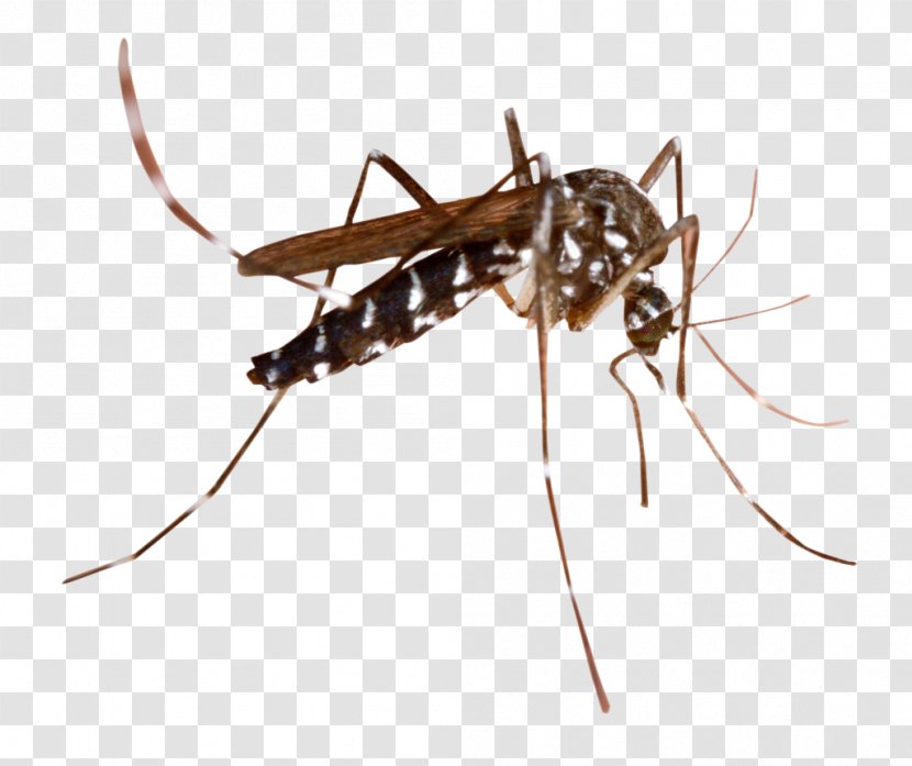 Insect Mosquito-borne Disease Clip Art Image - Mosquitoborne Transparent PNG