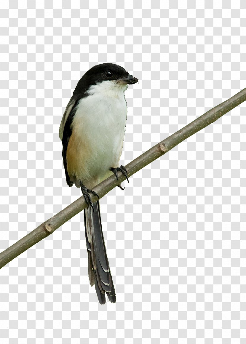 Bird Image Vector Graphics Wren - Animation - Burung Kartun Bangau Transparent PNG