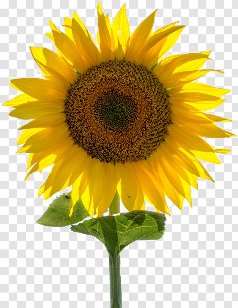 Feeling Organization Natural Environment Goal Happiness - Love - Sunflower Seed Transparent PNG