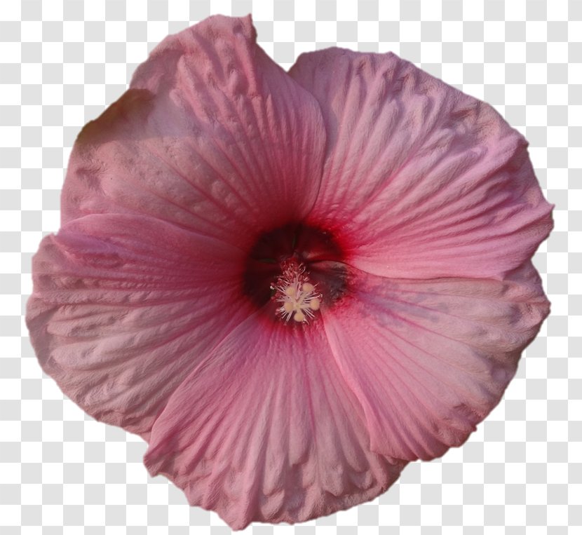 Shoeblackplant Close-up Pink M Rosemallows - Sarada Transparent PNG