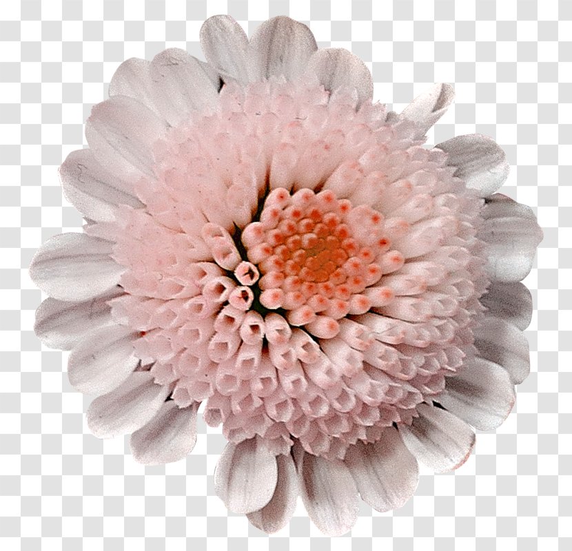 Kiçik Şeylər Transvaal Daisy Short Story Chrysanthemum Cut Flowers Transparent PNG