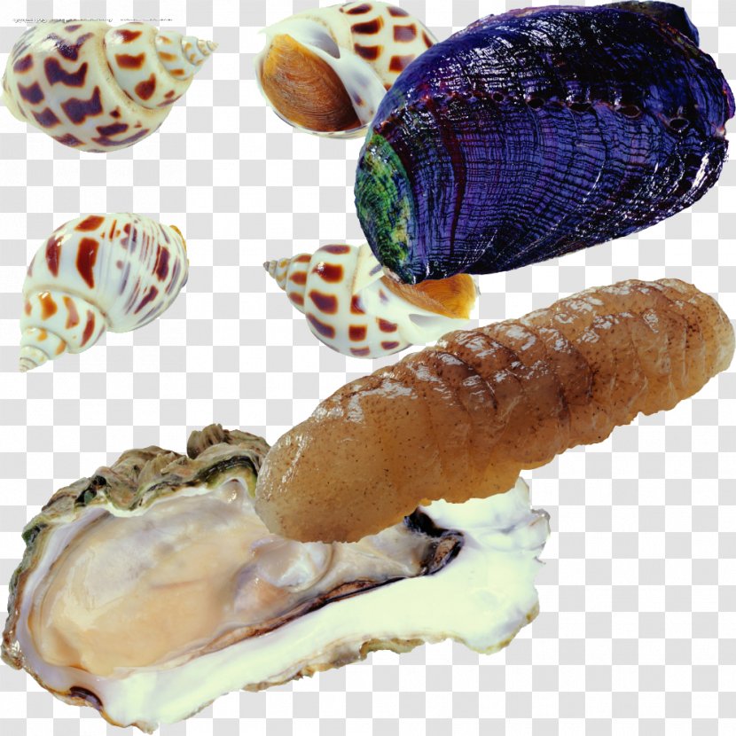 Oyster Seafood Clam Barbecue Congee - Snail Seashells Pattern Transparent PNG