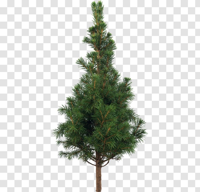 Tree Stone Pine Scots Plant - Fir - Trees Transparent PNG